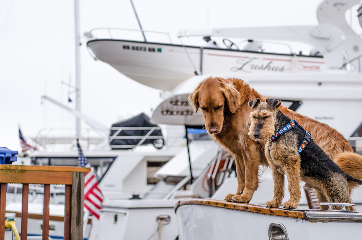 Traveling with Pets: Tips for a Stress-Free Journey with Your Furry Friend